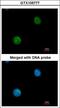 Myosin Binding Protein C, Fast Type antibody, LS-C185736, Lifespan Biosciences, Immunocytochemistry image 