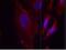 Phospholipase C Gamma 2 antibody, orb14886, Biorbyt, Immunofluorescence image 