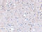 Glutamate receptor, ionotropic, kainate 5 antibody, 4397, ProSci Inc, Western Blot image 