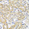 Coiled-Coil Domain Containing 124 antibody, 15-541, ProSci, Immunohistochemistry frozen image 