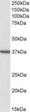 Mitochondrial import receptor subunit TOM40 homolog antibody, LS-C112913, Lifespan Biosciences, Western Blot image 