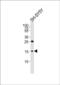 HMGN2 antibody, PA5-49558, Invitrogen Antibodies, Western Blot image 