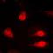 Synaptotagmin Binding Cytoplasmic RNA Interacting Protein antibody, orb214997, Biorbyt, Immunofluorescence image 