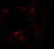 Nibrin antibody, 6841, ProSci, Immunofluorescence image 