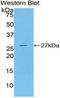 Clusterin antibody, LS-C297702, Lifespan Biosciences, Western Blot image 