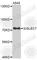 Sialic Acid Binding Ig Like Lectin 7 antibody, A4638, ABclonal Technology, Western Blot image 