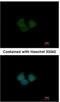 Kelch Like Family Member 25 antibody, NBP2-17082, Novus Biologicals, Immunofluorescence image 