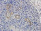 CD15 antibody, orb315549, Biorbyt, Immunohistochemistry paraffin image 