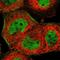 Zinc Finger Protein 174 antibody, HPA009656, Atlas Antibodies, Immunofluorescence image 
