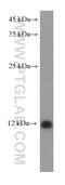 S100 Calcium Binding Protein A10 antibody, 66227-1-Ig, Proteintech Group, Western Blot image 