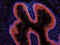 Bone Morphogenetic Protein 2 antibody, orb251474, Biorbyt, Immunofluorescence image 