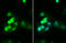 HNF1 Homeobox A antibody, GTX113850, GeneTex, Immunofluorescence image 