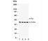 Caspase 12 (Gene/Pseudogene) antibody, R31215, NSJ Bioreagents, Western Blot image 