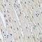 Tumor Protein P53 Binding Protein 1 antibody, 19-839, ProSci, Immunohistochemistry paraffin image 