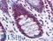 Ribosomal Protein L39 Like antibody, LS-B4546, Lifespan Biosciences, Immunohistochemistry frozen image 