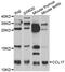 C-C Motif Chemokine Ligand 17 antibody, LS-B15634, Lifespan Biosciences, Western Blot image 