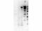Myosin VI antibody, A02627, Boster Biological Technology, Western Blot image 