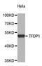 Transcription Factor Dp-1 antibody, abx123392, Abbexa, Western Blot image 