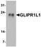 GLIPR1 Like 1 antibody, A15155, Boster Biological Technology, Western Blot image 