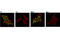 Quiescin Sulfhydryl Oxidase 1 antibody, 23064S, Cell Signaling Technology, Immunocytochemistry image 