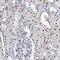 Small nuclear ribonucleoprotein Sm D1 antibody, NBP2-36427, Novus Biologicals, Immunohistochemistry frozen image 