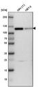 Cullin 4B antibody, NBP1-86099, Novus Biologicals, Western Blot image 
