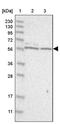 Protein THEMIS2 antibody, PA5-56635, Invitrogen Antibodies, Western Blot image 