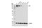 Ret Proto-Oncogene antibody, 14556S, Cell Signaling Technology, Western Blot image 