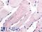 WNK1 antibody, LS-A7484, Lifespan Biosciences, Immunohistochemistry paraffin image 