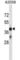 Olfactory Receptor Family 4 Subfamily D Member 6 antibody, abx027315, Abbexa, Western Blot image 