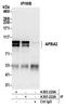 Amyloid Beta Precursor Protein Binding Family A Member 2 antibody, A305-220A, Bethyl Labs, Immunoprecipitation image 