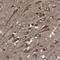 FAD-dependent oxidoreductase domain-containing protein 2 antibody, HPA031611, Atlas Antibodies, Immunohistochemistry paraffin image 