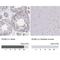 Sex comb on midleg-like protein 2 antibody, NBP2-56280, Novus Biologicals, Immunohistochemistry paraffin image 