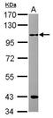 E3 ubiquitin-protein ligase RFWD3 antibody, GTX116292, GeneTex, Western Blot image 