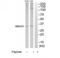 Single-strand selective monofunctional uracil DNA glycosylase antibody, TA312730, Origene, Western Blot image 