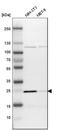 Membrane-associated progesterone receptor component 1 antibody, HPA002877, Atlas Antibodies, Western Blot image 