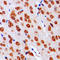 Diacylglycerol kinase alpha antibody, GTX55856, GeneTex, Immunohistochemistry paraffin image 