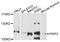 PWP2 Small Subunit Processome Component antibody, MBS9126239, MyBioSource, Western Blot image 
