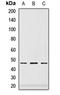Paired Box 6 antibody, orb412585, Biorbyt, Western Blot image 