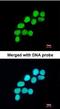 DNA Ligase 3 antibody, orb73634, Biorbyt, Immunofluorescence image 