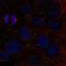Zinc Finger Protein 620 antibody, HPA059383, Atlas Antibodies, Immunocytochemistry image 