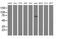 Rho GTPase Activating Protein 25 antibody, MA5-25238, Invitrogen Antibodies, Western Blot image 