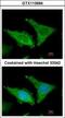 Fibrinogen Beta Chain antibody, GTX113694, GeneTex, Immunofluorescence image 