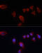 Carbonic Anhydrase 9 antibody, 15-147, ProSci, Immunofluorescence image 