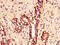 H12 antibody, LS-C670351, Lifespan Biosciences, Immunohistochemistry paraffin image 