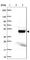 Chromosome 8 Open Reading Frame 48 antibody, HPA027440, Atlas Antibodies, Western Blot image 