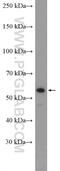 Gasdermin E antibody, 13075-1-AP, Proteintech Group, Western Blot image 