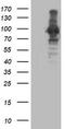 Anaphase Promoting Complex Subunit 2 antibody, TA503573S, Origene, Western Blot image 