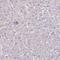 Integrin Subunit Alpha 2 antibody, HPA063556, Atlas Antibodies, Immunohistochemistry paraffin image 