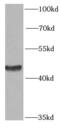 Protein Kinase CAMP-Dependent Type I Regulatory Subunit Alpha antibody, FNab06779, FineTest, Western Blot image 